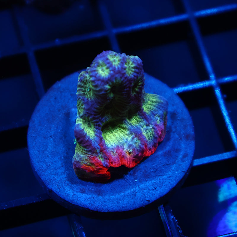 JF Dayglo Favia