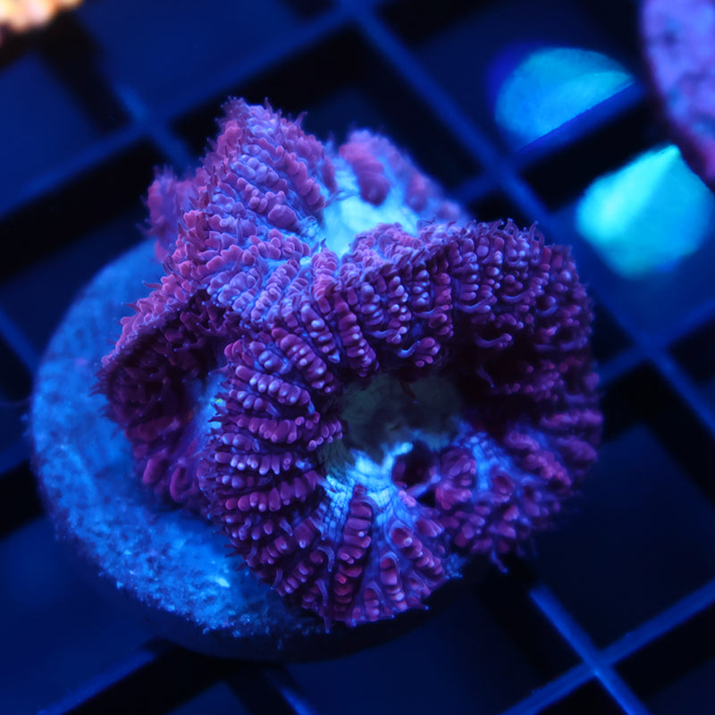 TCK Frosted Purple Blastos