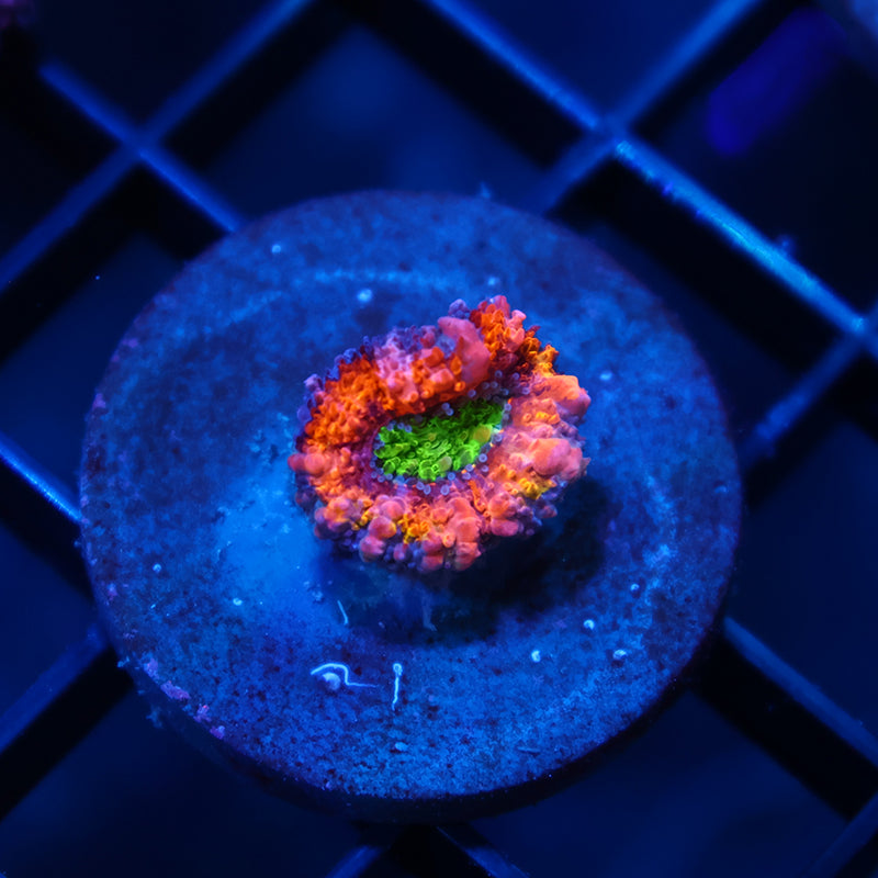TCK Lemon Lime Acan
