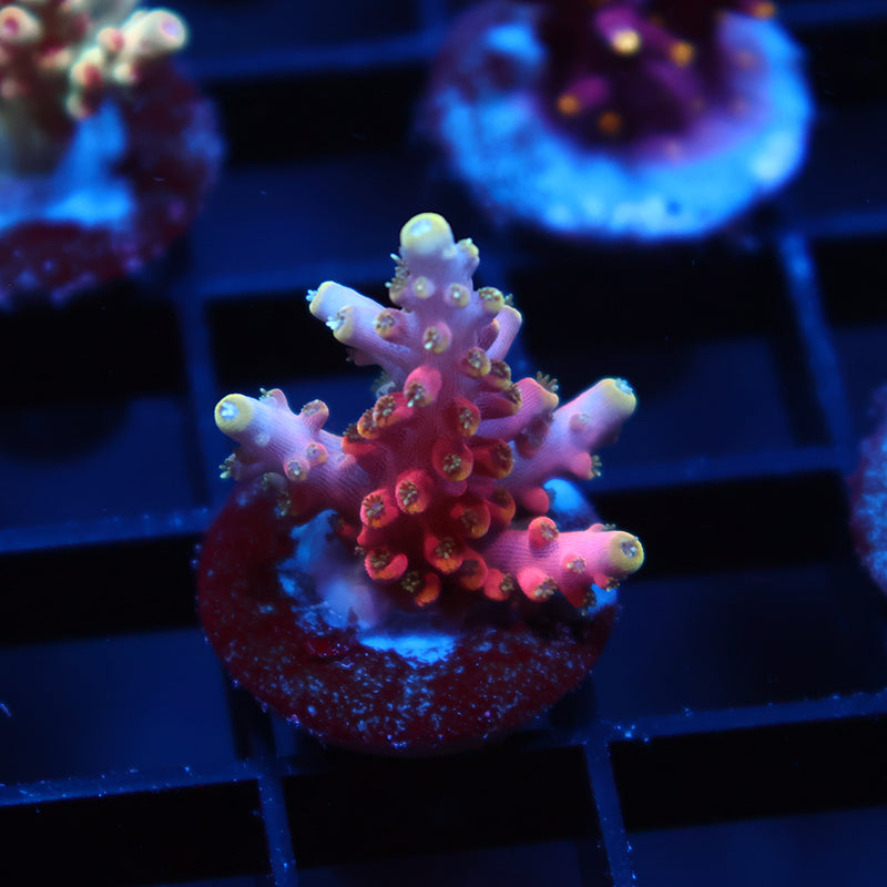 TCK Glow Forge Acro