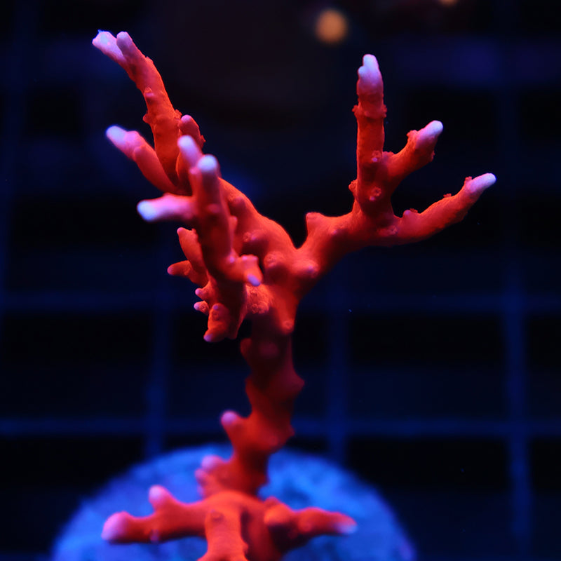 JF TNT Anacropora