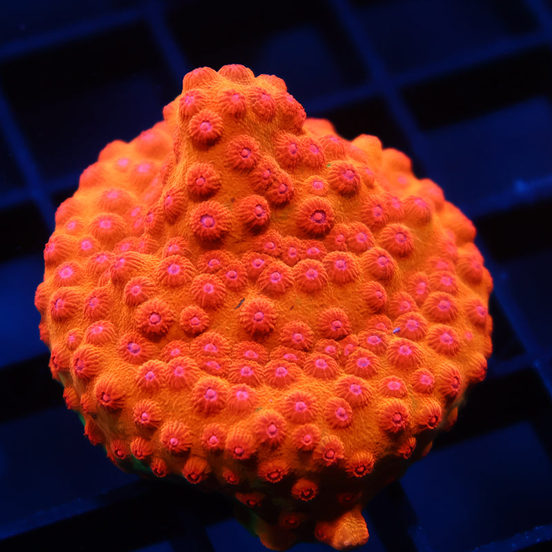 WWC Defcon Cyphastrea