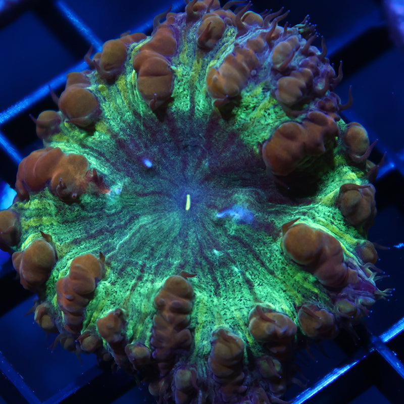 TCK Massive Polyp Green Blasto