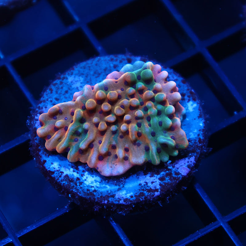 TCK Grafted Slowburn Monti