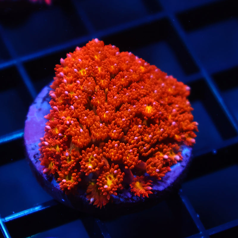 TCK Oddball Micro Goni Bernardpora