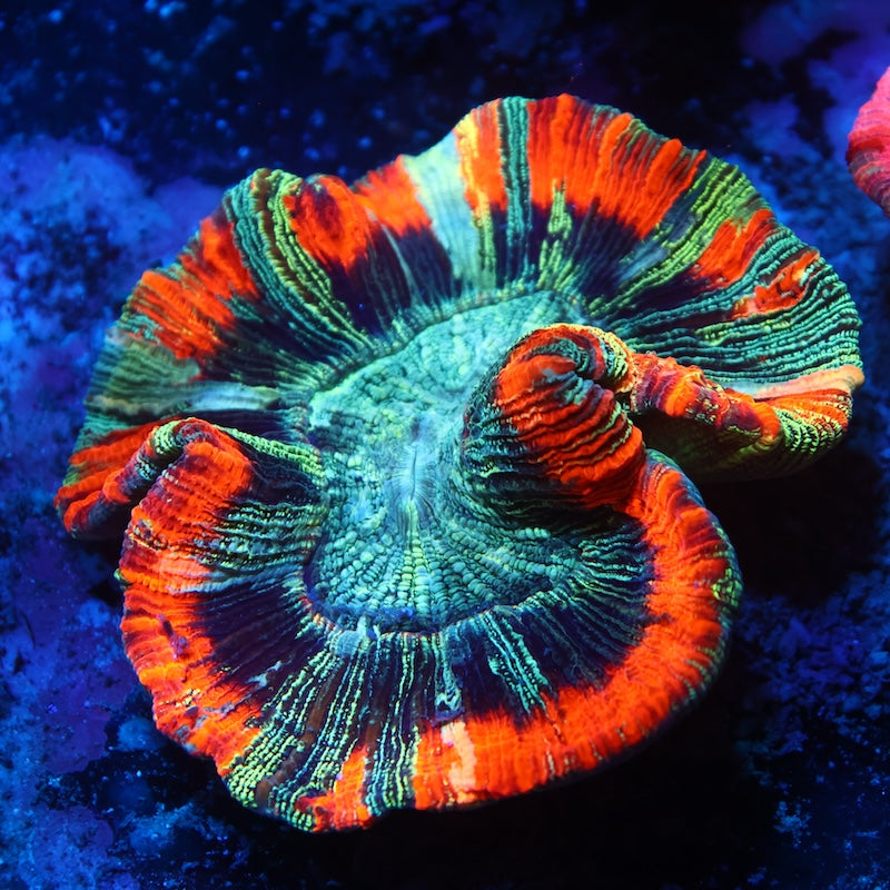 Awesome Trachyphyllia Brain