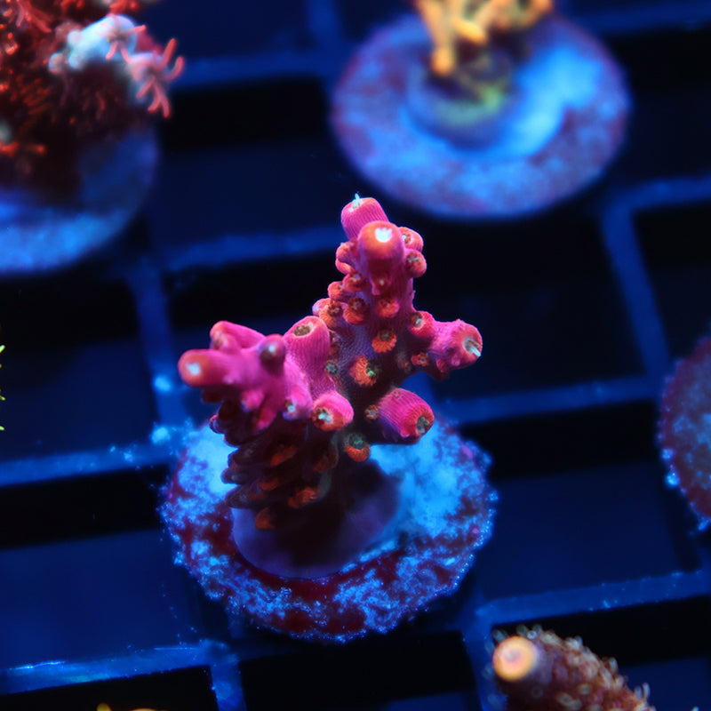 TCK Rainbow Fusion Stag