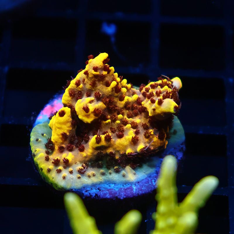 TCK Pikachu Chunk