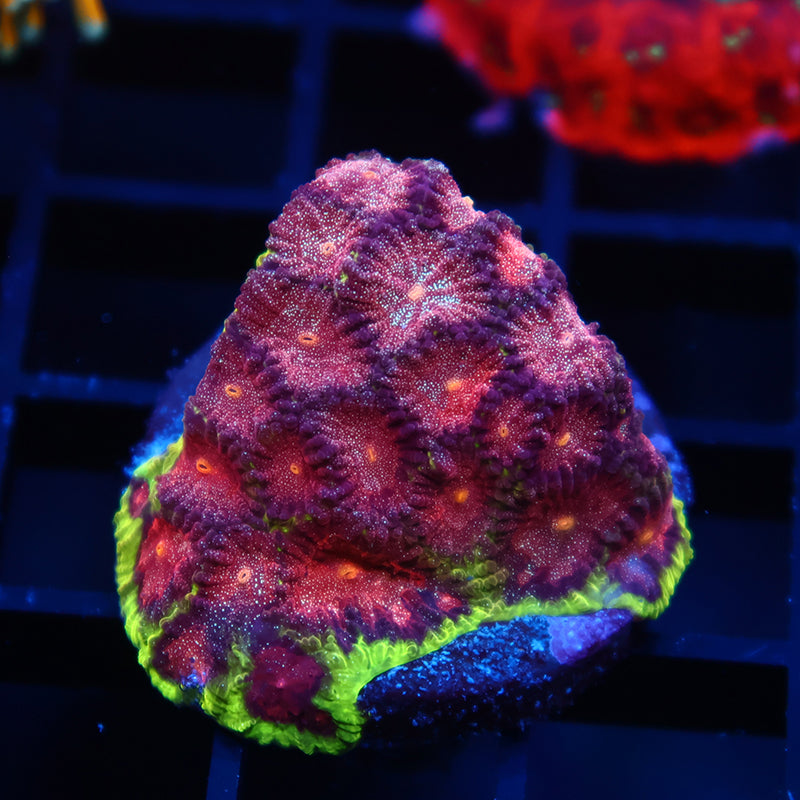 TCK Bejeweled Favia