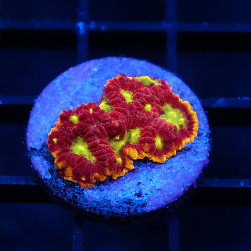 WWC Blood Diamond Favia