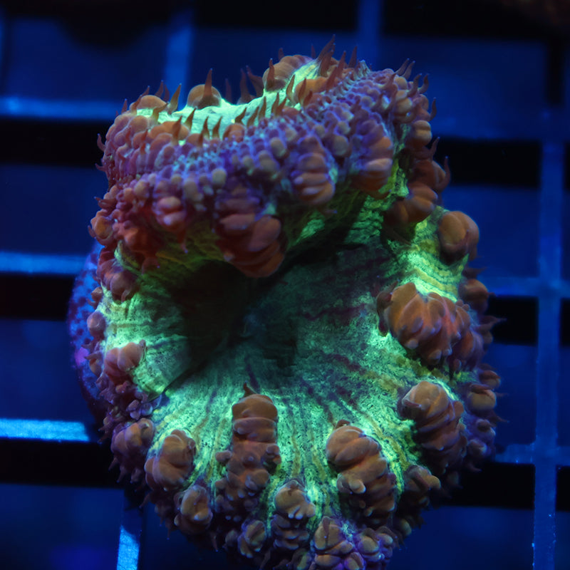 TCK Big Polyp Green Blasto