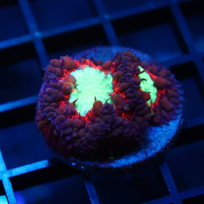 ARC Black Cherry Blastos