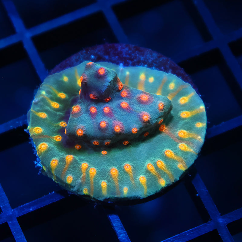 TCK Rainbow Comet Cyphastrea