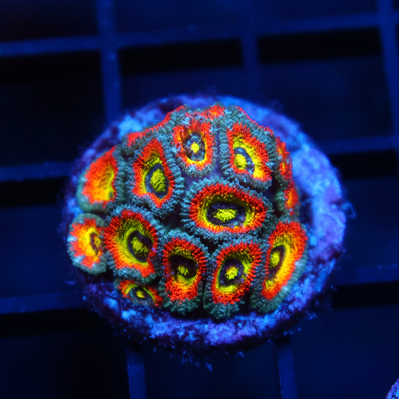 TCK HG Micromussa