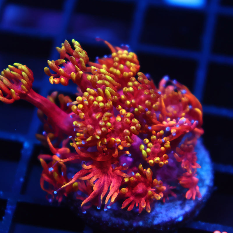 TCK Insane Flame Tips Goni