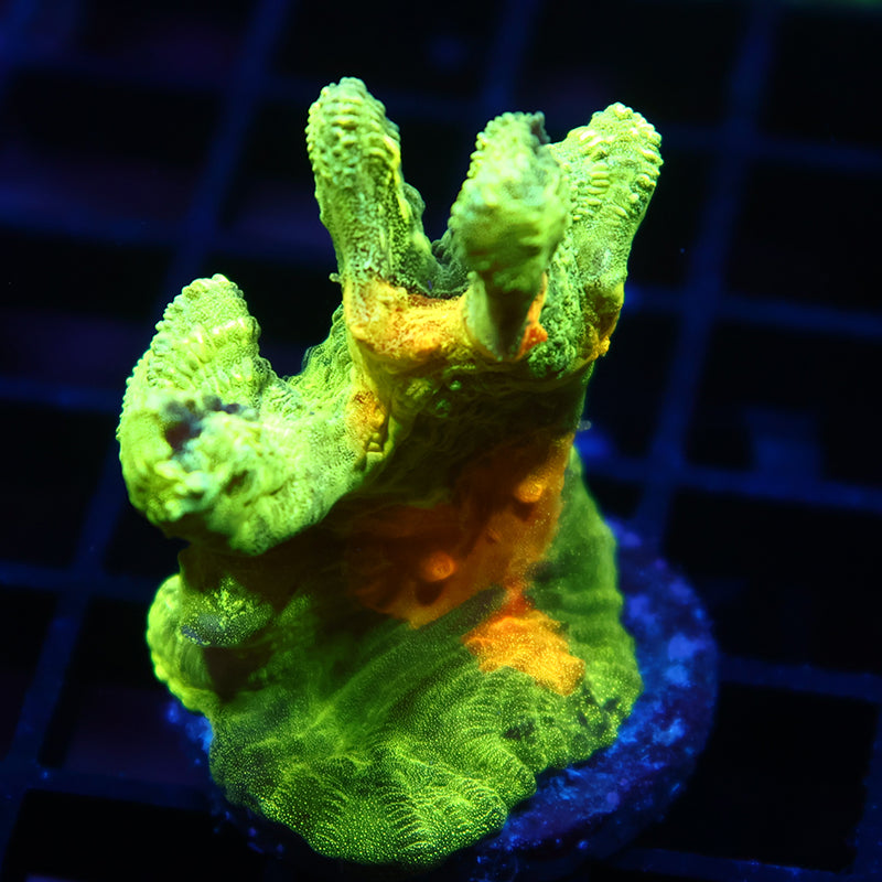 Space Invader Pectinia