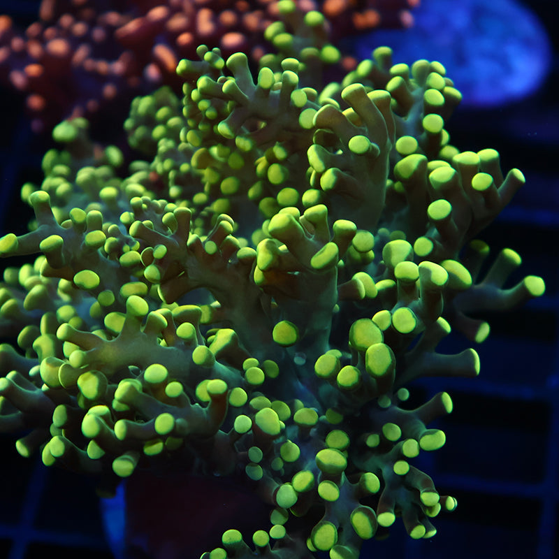 TCK Lemon Limes Branch Frogspawn