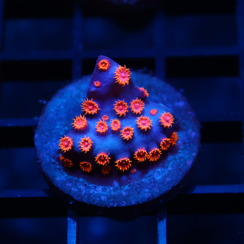 TCK Pink Polyp Cyphastrea
