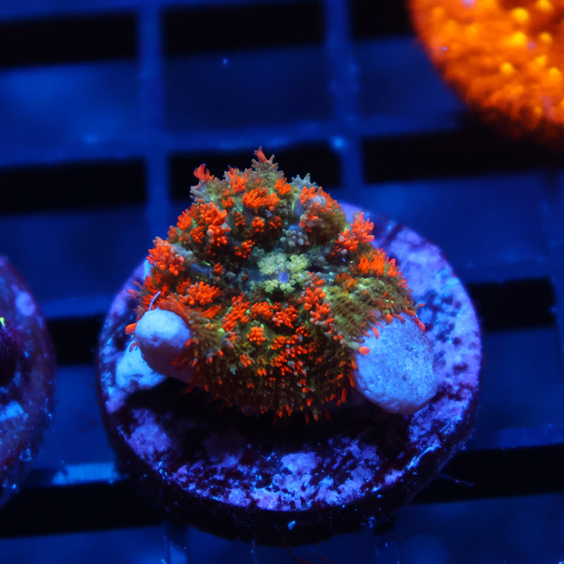TCK Bubbly Orange Rhodactis
