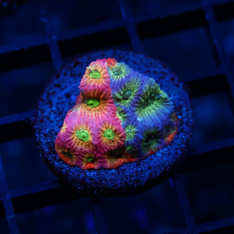 JF Dayglo Favia