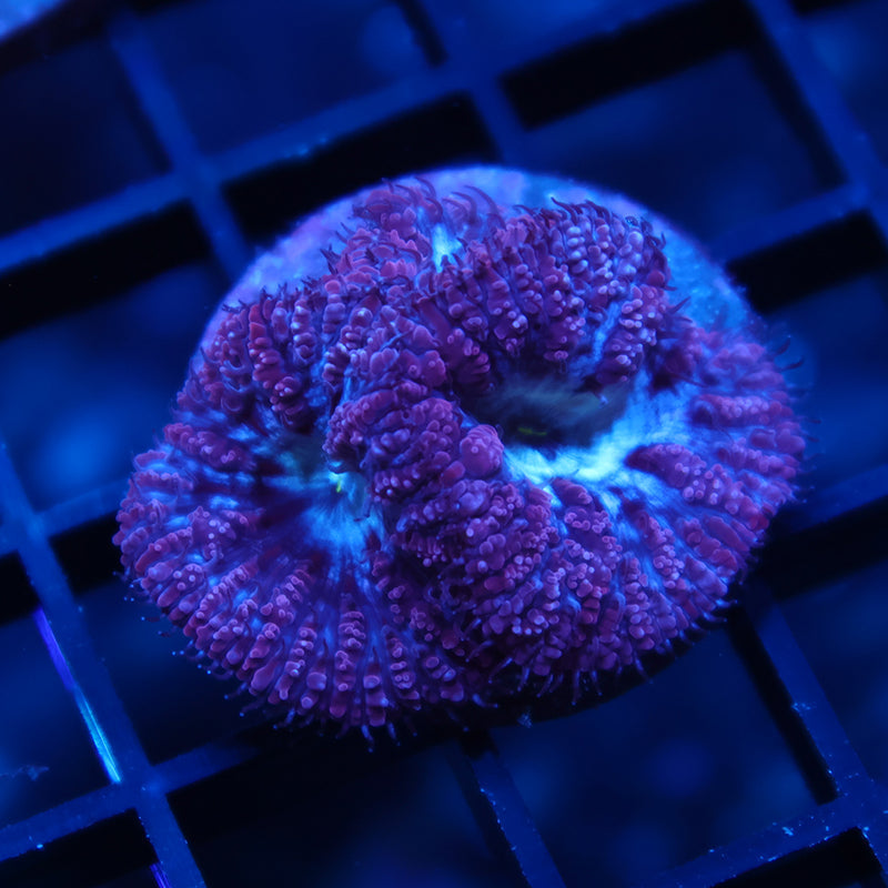 TCK Frosty Blastos