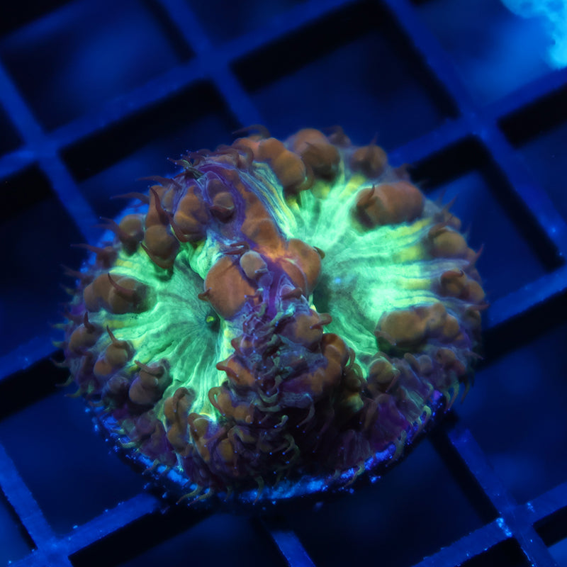 TCK Big Polyp Green Blasto