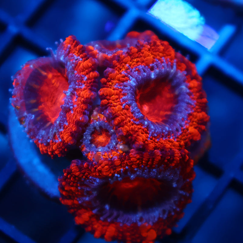 TCK Fluffy Acans