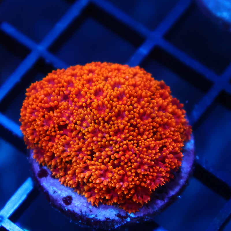 TCK Rainbow Crunch Bernardpora Micro Goni