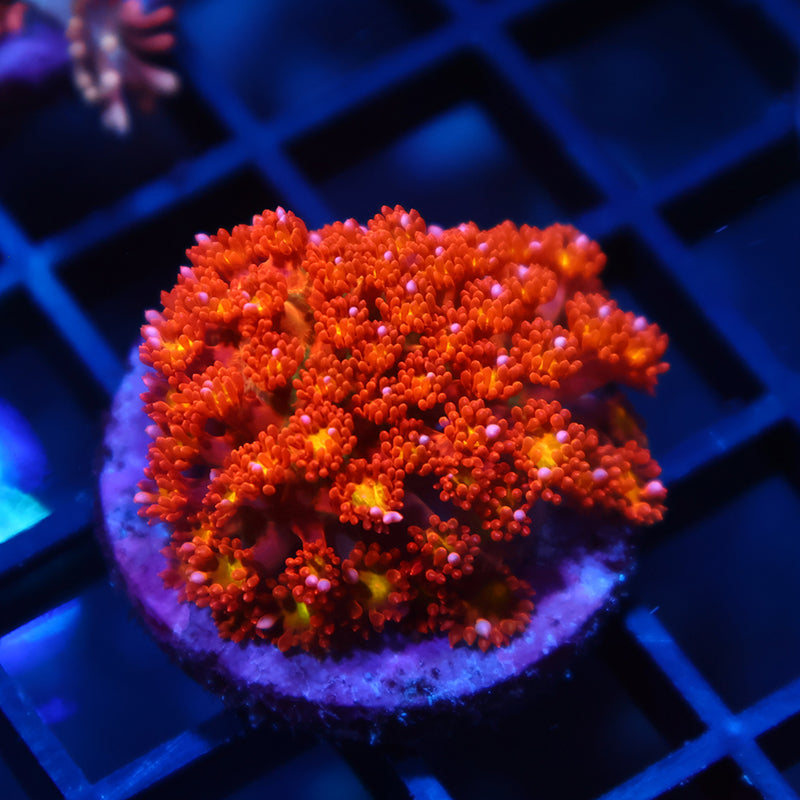 TCK Oddball Bernardpora Micro Goni