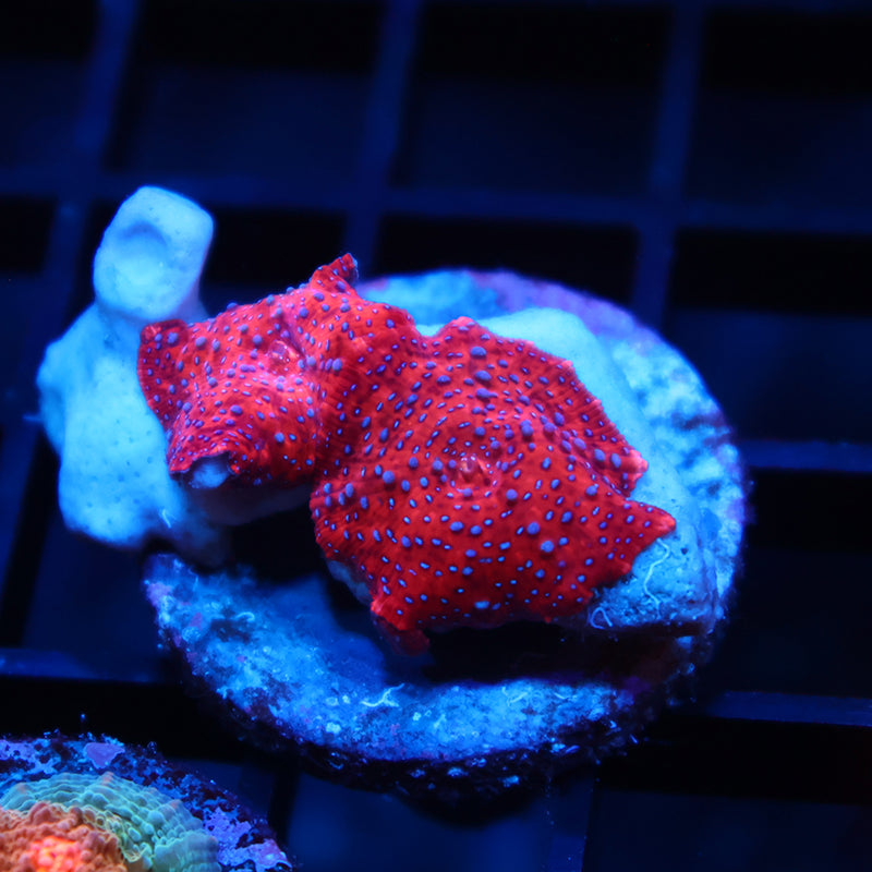 TCK Superman Mushrooms