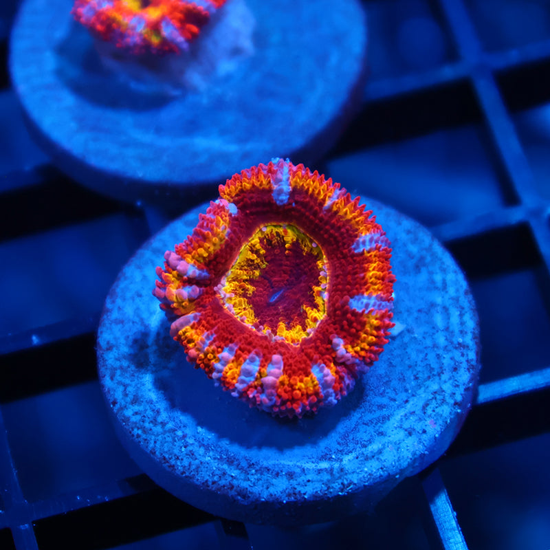Crazy TCK Rainbow Acan