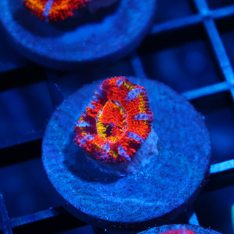 Insane Grafted Master TCK Rainbow Acan