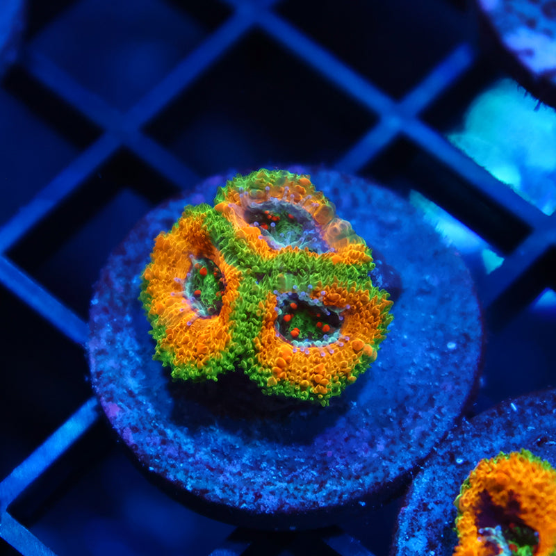 OG Mardi Gras Acan