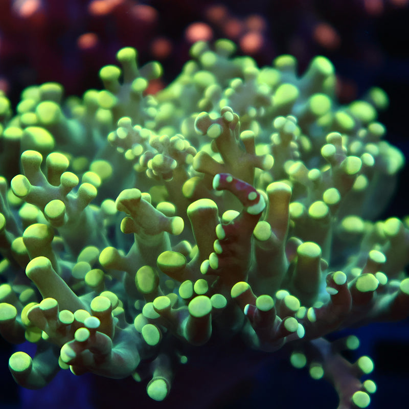 TCK Branching Lemon Lime Frogspawn