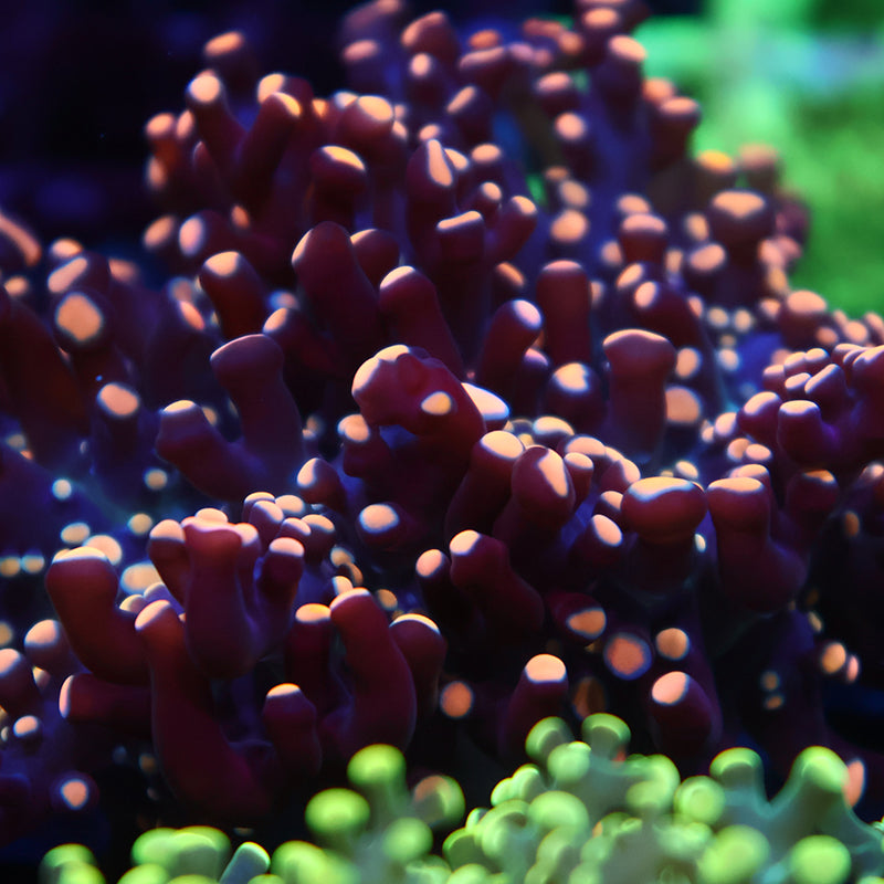 TCK Branching Beanbag Gold Frogspawn