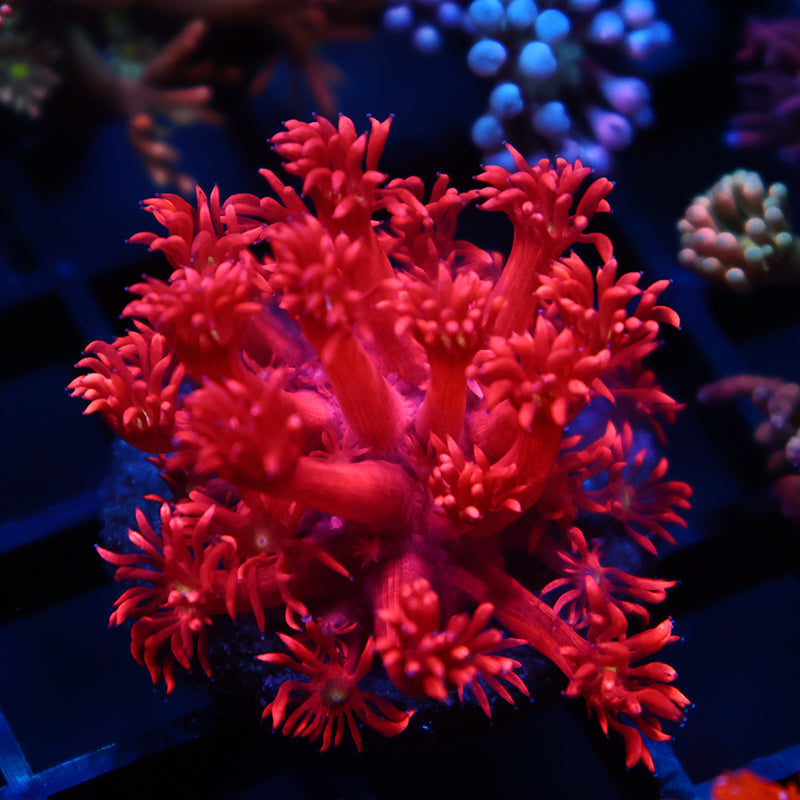 TCK Red Goni