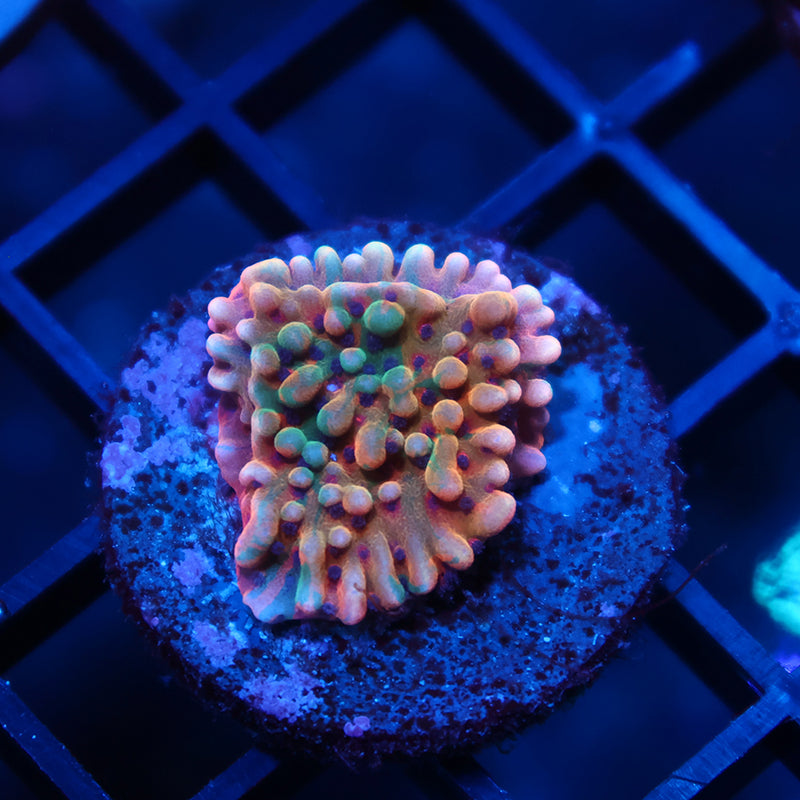 TCK Insane Grafted Slowburn Monti