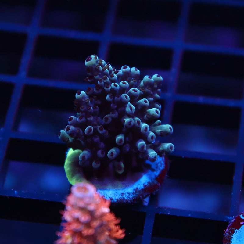 TCK Berry Nasuta