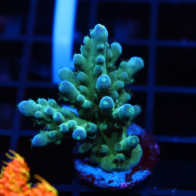 TCK Yellow Tips Austera