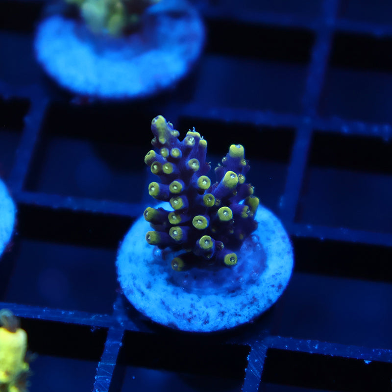 TCK New Dragon Acro