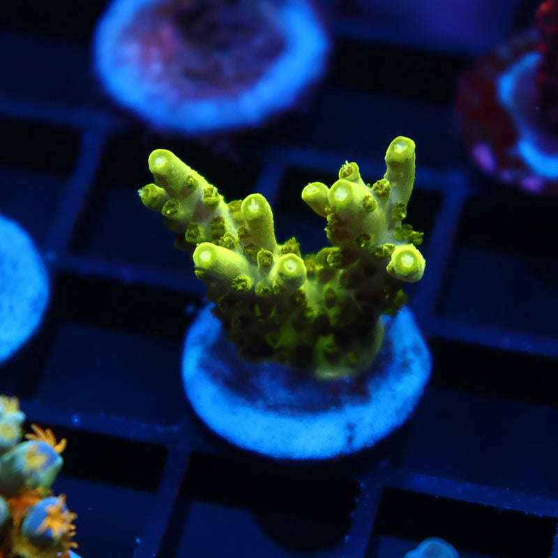 Toxic Green Acro