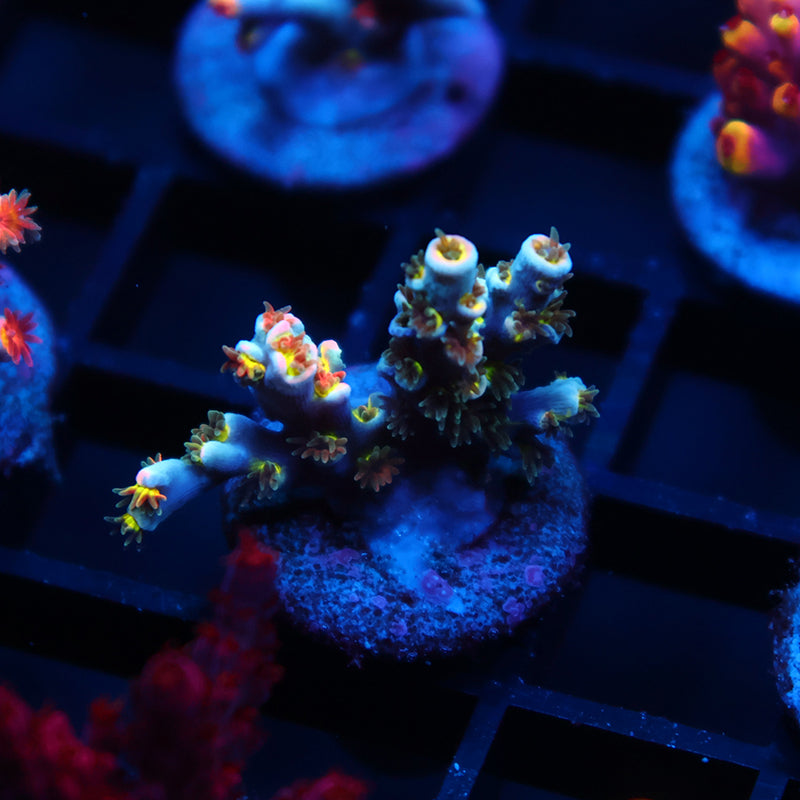 TCK Rainbow Unicorn Speciosa