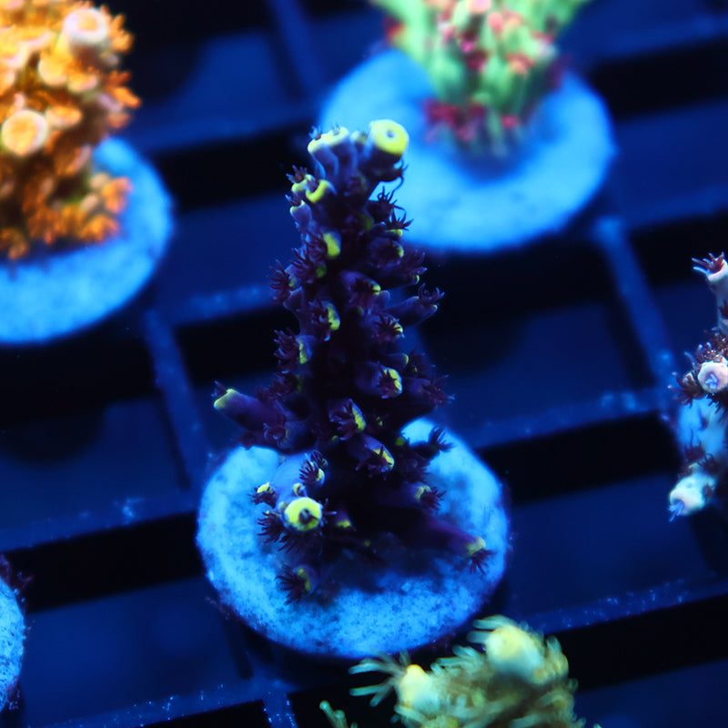 TCK Ultimate Exquisita Stag