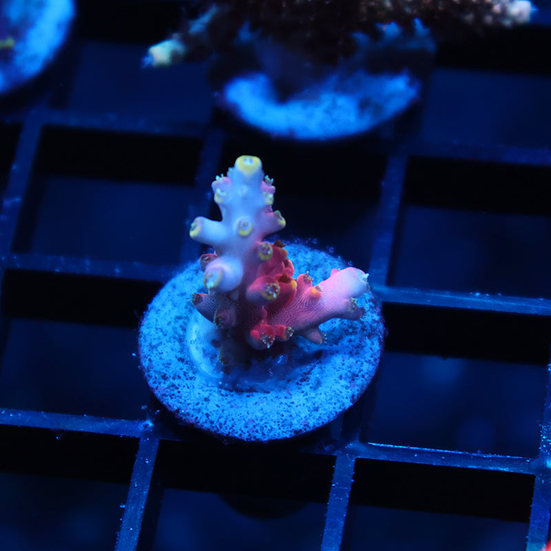 TCK Glow Forge Acro