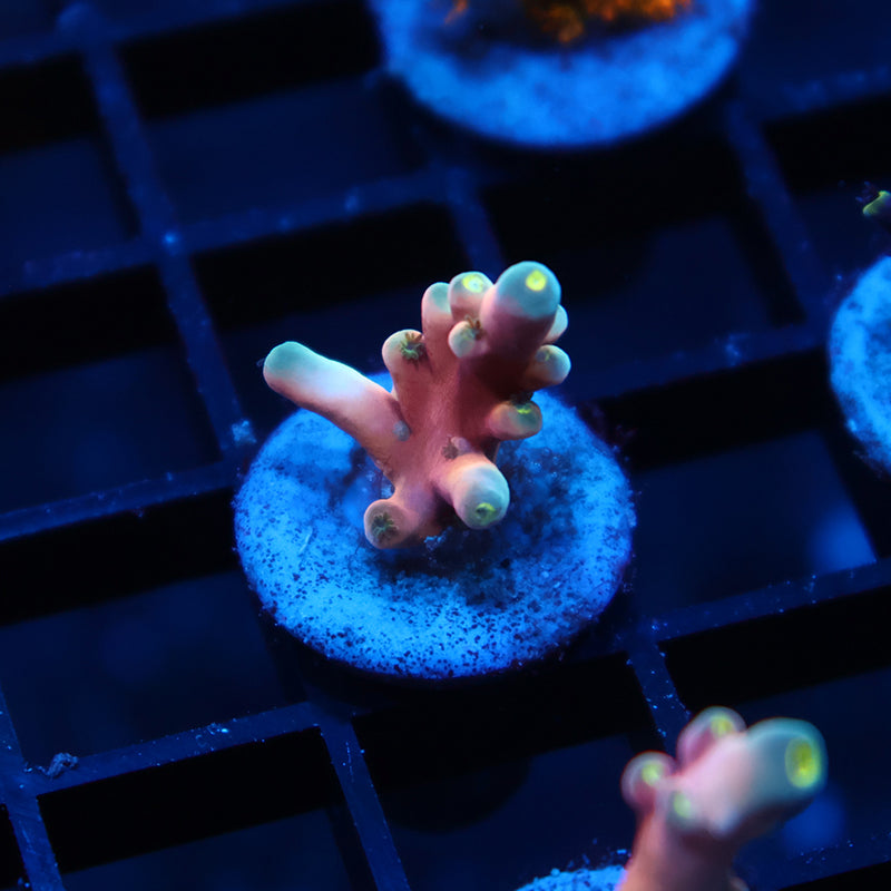 RRC Hellfire Echinata