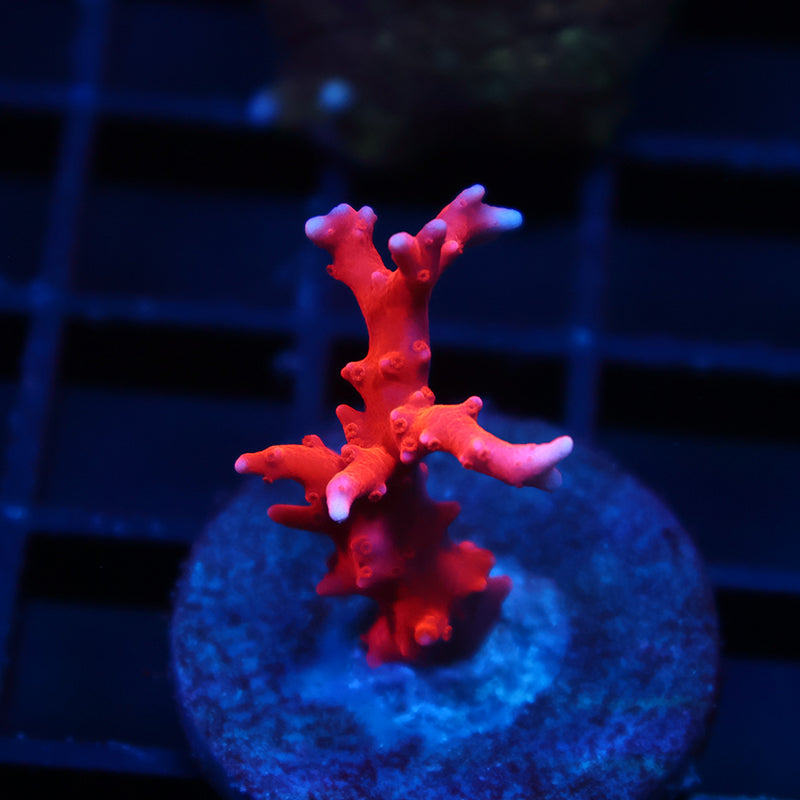 JF TNT Anacropora