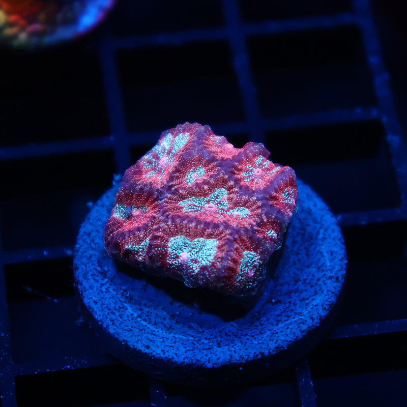 TCK Bejeweled Favia