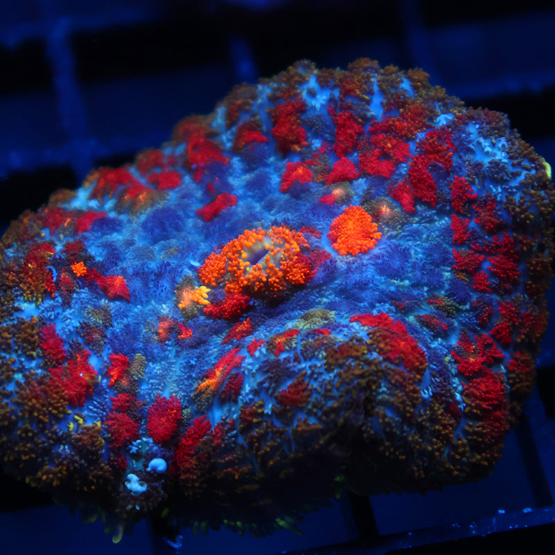 TCK Rainbow Rhodactis