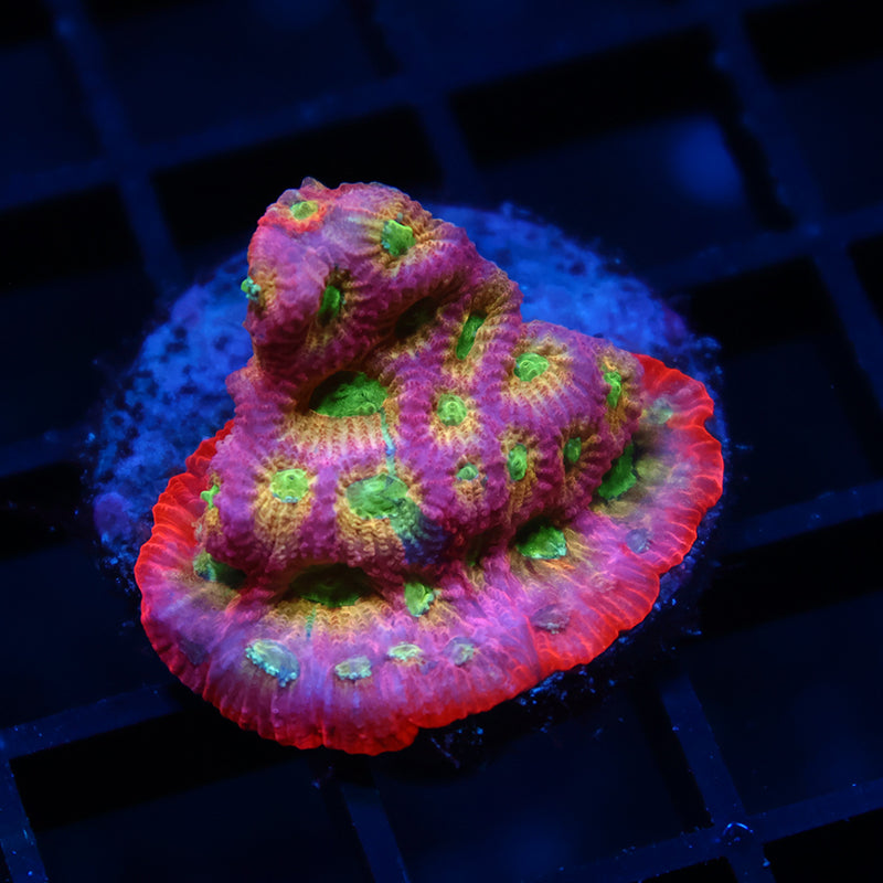 JF Dayglo Favia