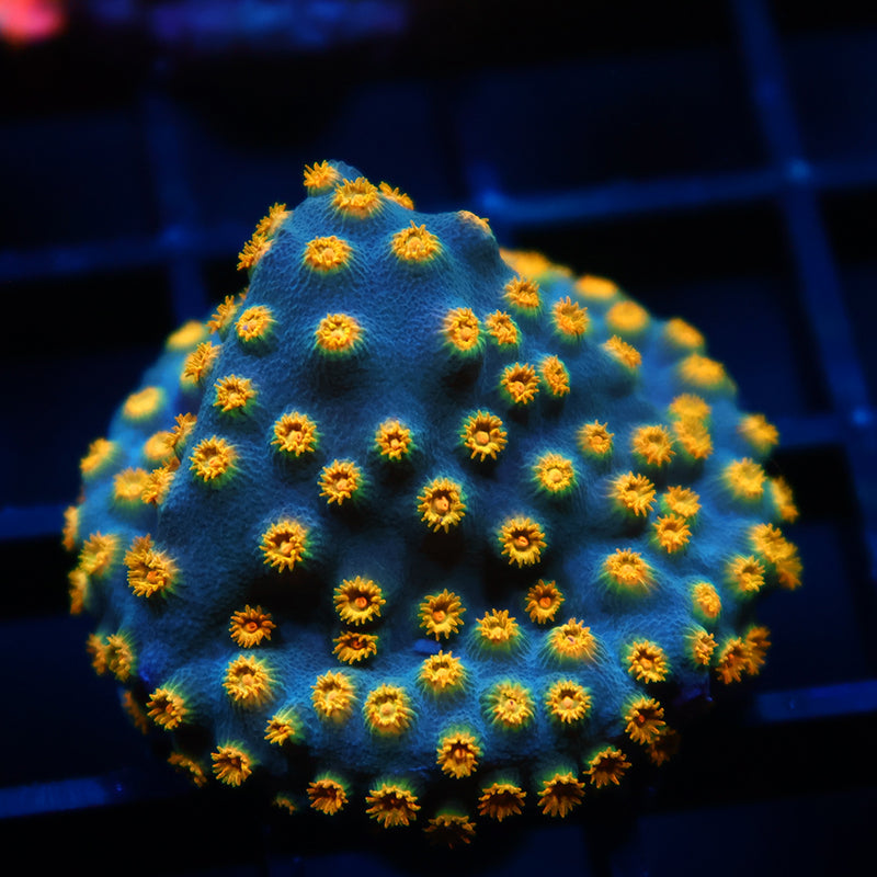 Zoolander Cyphastrea